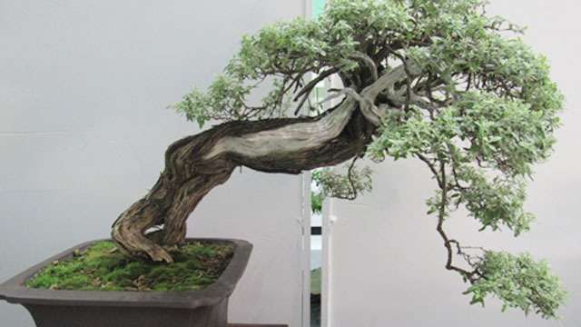 BONSAI, la naturaleza más cerca tuyo | 15 de Mayo 2019