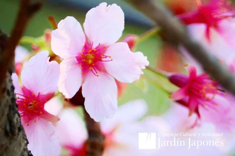 Jardin Japones