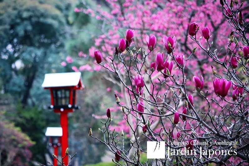 Jardin Japones