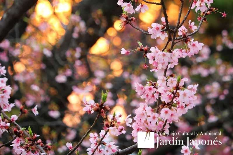 Jardin Japones