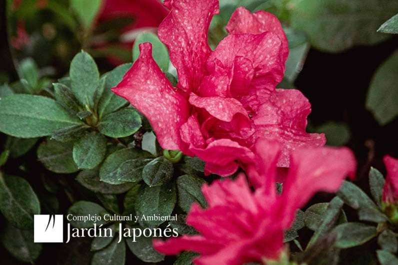 Jardin Japones
