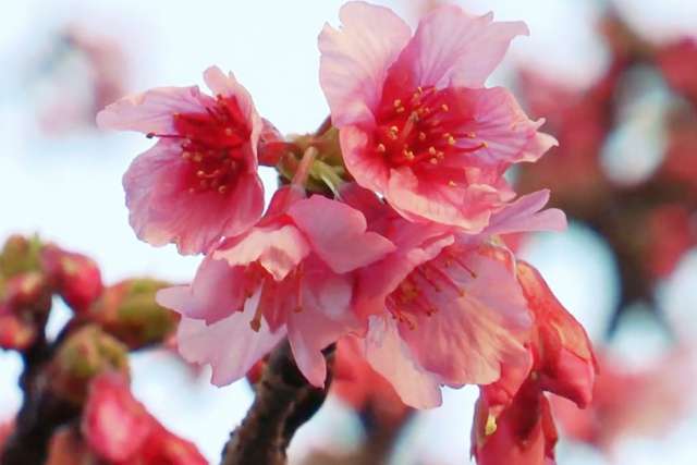 Contemplación del Sakura